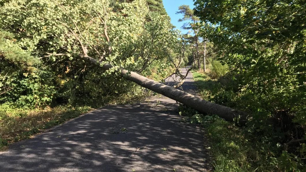 Trädet hade lagt sig tvärs över vägen.