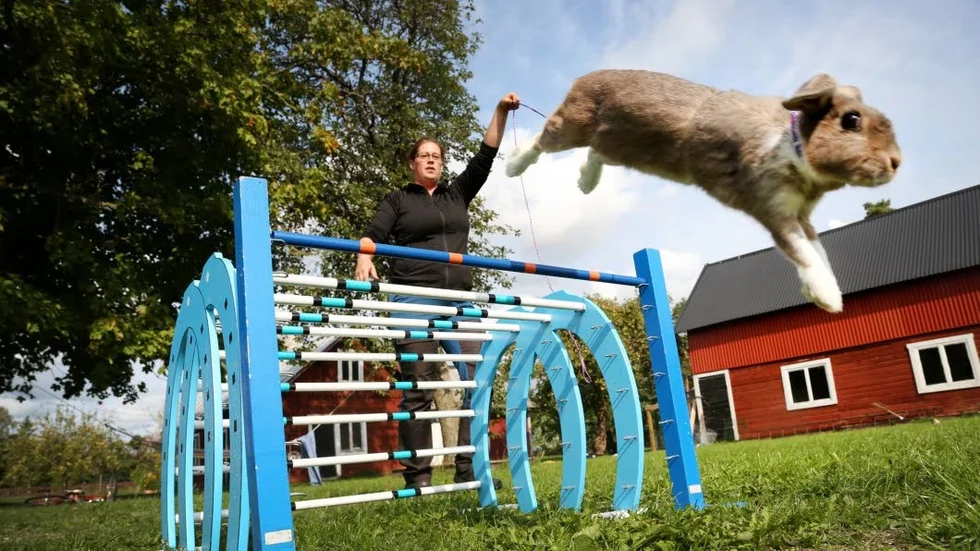 Regnbågens Superchampion Shadow Memories, kallad "Shillie" är fyra och ett halvt år gammal och har gjort 0,95 som bäst på tävling.