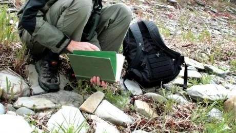 Botaniker. Caroline Edelstam tar fram Mossberg och Stenbergs Den nya nordiska floran för att läsa mer om den gula klöverärten som växter vid Hoburgens strand.
