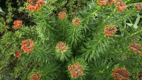 Nordens ginseng. Rosenrot trivs bra i Magnussons trädgård i Boge.