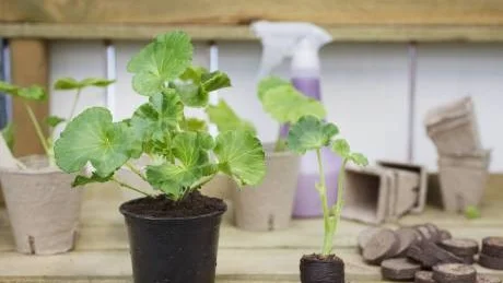 Pelargoner .Vanligast och lättast att använda.