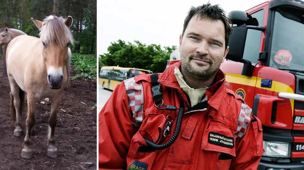 Hästen Rambo fick hjälp av brandmästare Henrik Johansson ur gropen.