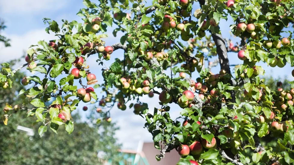 Vartannat år behöver träden vila, då ger de mindre frukt.