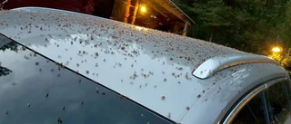 Svärmande flygmyror invaderar Kvicksund