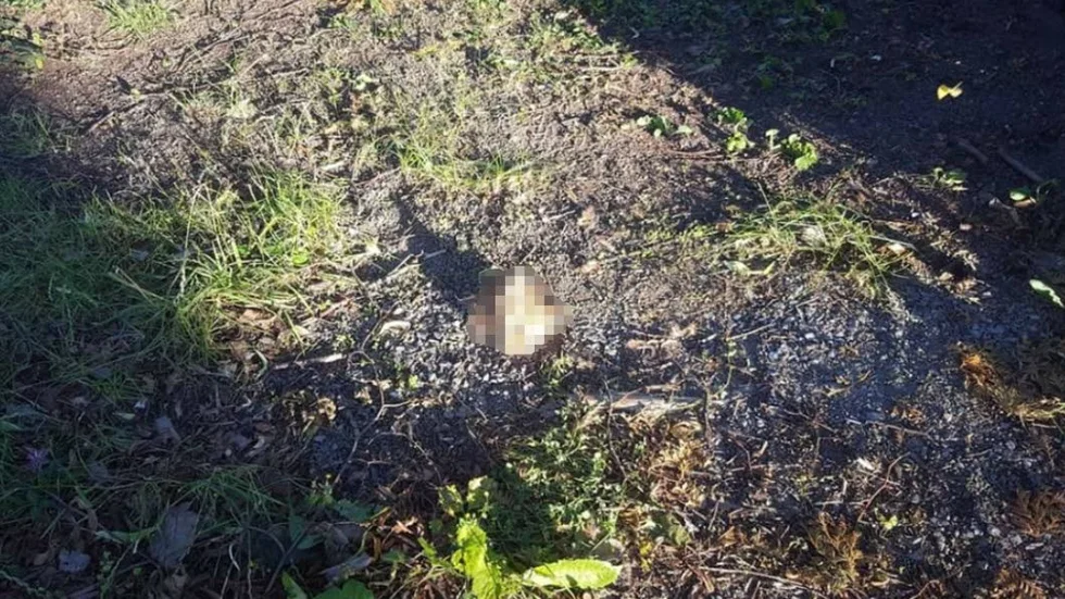 Katthuvudet låg placerat mitt på infarten till husets trädgård.
