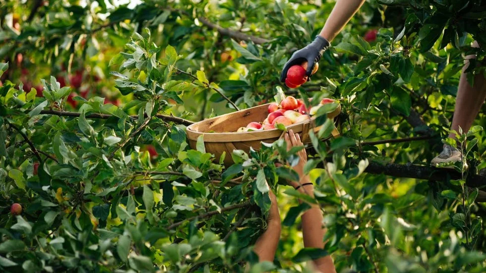Cidertillverkningen sker på ett musteri i Strängnäs.