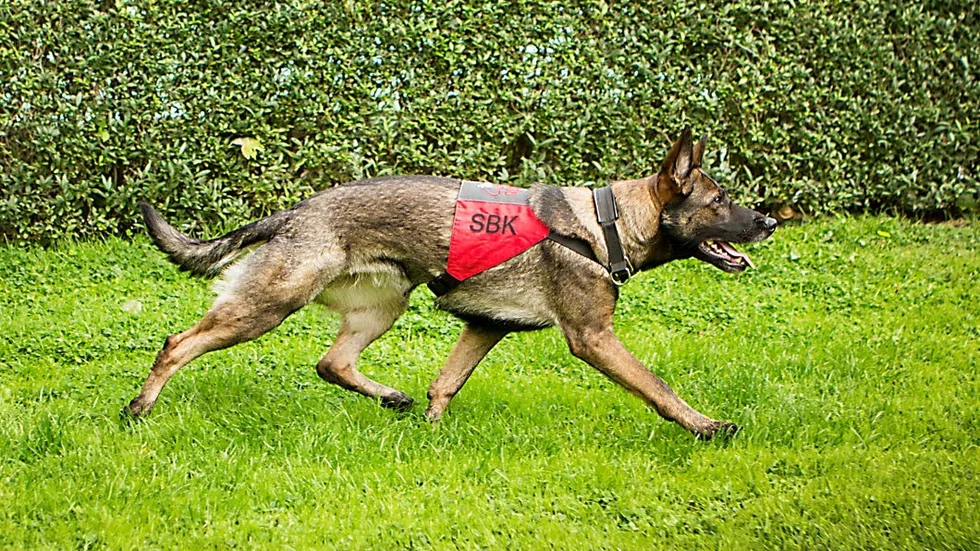 Tjänstevästen visar att den lösa hunden är i arbete.