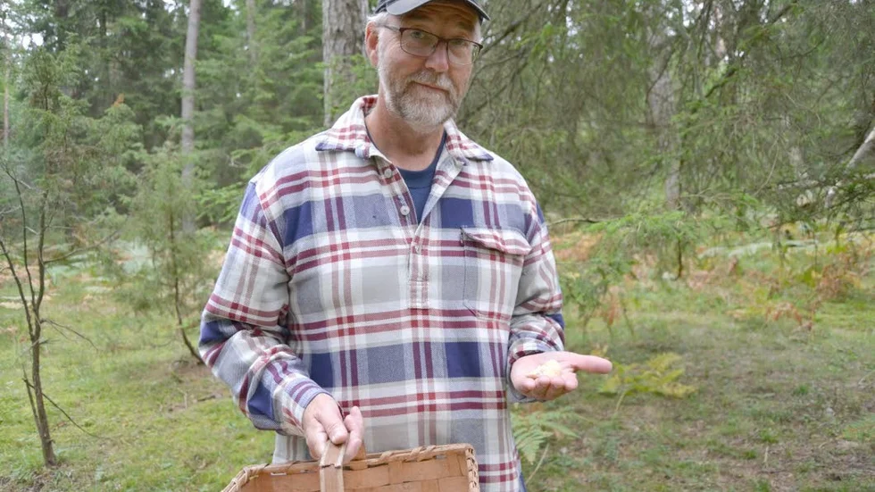 Fynd. Åke Edvinsson med en söndertrampad taggsvamp.