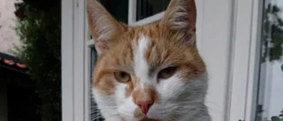 Rymmar-katten Stanley kan få flytta till fastlandet