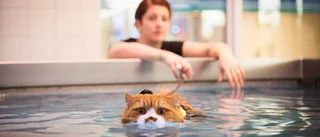 KATTENS DAG Från bondgård till swimmingpool