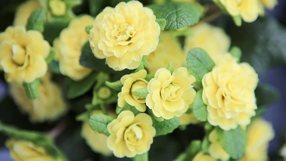 PRIMULA.