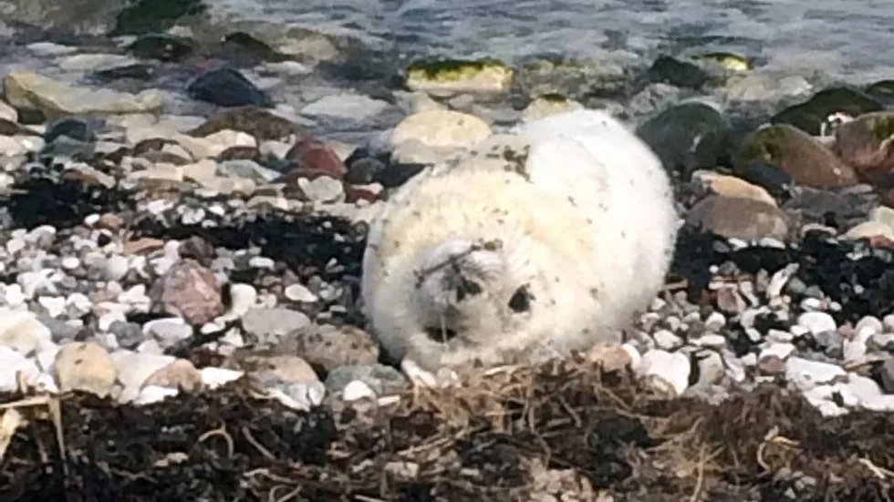 Sälungen väntar på stranden medan mamman är ute och fiskar.