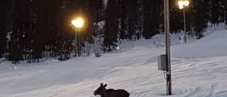 Oväntat besök i skidbacken