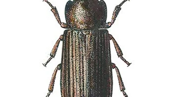 Mjölbagge.