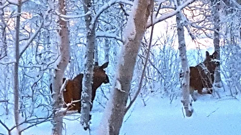 Älgarna på besök hos familjen Aidantausta på Radarvägen. "Under natten har vi haft dem på vår bakgård", säger Alida Aidantausta.