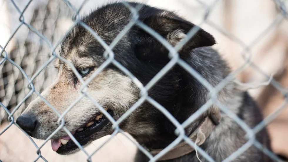 Försvunnen. Norrbottens Media har tidigare berättat om en hundägare som eftersökts av polis då hans hundar hittats lösspringande i terrängen. Nu bekräftar polisen att mannen hittads död. Hunden på bilden är inte en av mannens hundar.