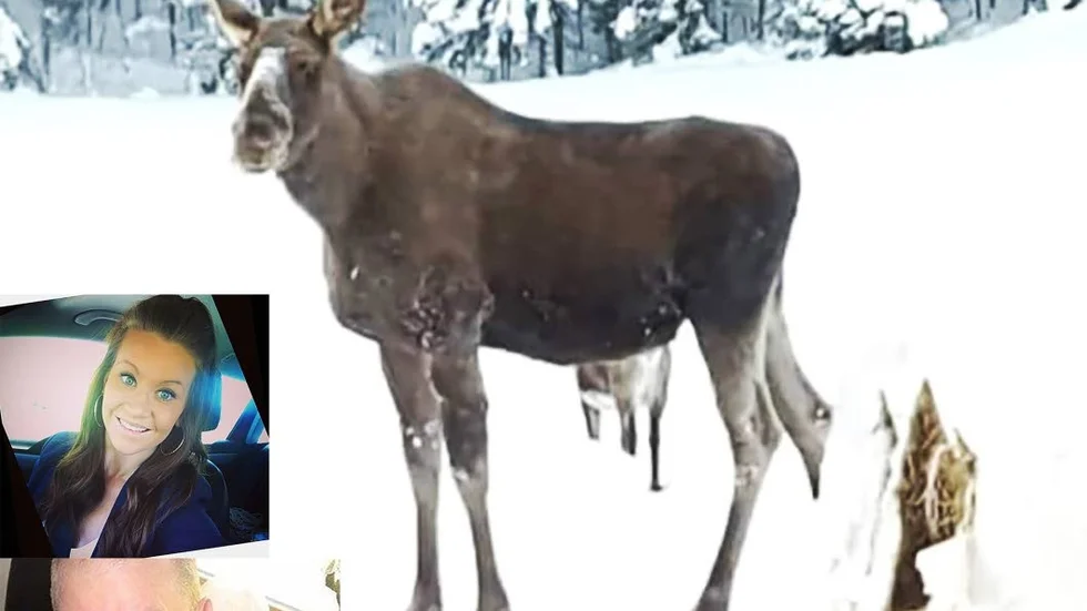 Rädda älgarna. Att som jägare hjälpa djuren känns helt naturligt för Bosse Nilsson. "Jägare skulle jag vilja påstå är synonymt med djurvänner i de allra flesta fall. " Hans dotter Marie Nilsson är ordförande i Södra Harads byaförening som startat projektet - Rädda älgarna!