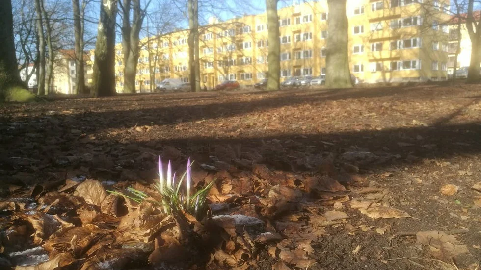 Våren kom officiellt till södra Skåne den 15 februari, kan SMHI nu fastslå. Men även i Malmö slår växtligheten ut.
