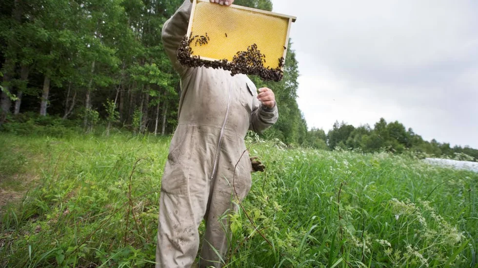 Biodlaren är en garant för tambinas överlevnad. Däremot är de vilda pollinerarna i fara när ängsmarker tillåts växa igen och tillgång på mat minskar.