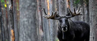 Älgstammen mår inte bra - spara storoxen