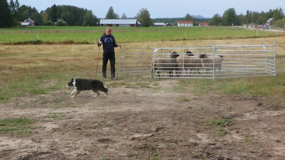 Under dagen var det två stycken vallhundsuppvisningar.