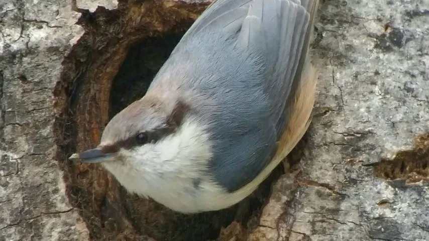 Detta visar en nötväcka från Piteå vid bohålet, som är ett gammalt hackspettbo som paret nötväcka har tagit över och sedan inrett på ett passande sätt