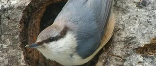 ”Vinterfåglar” drog fullt hus