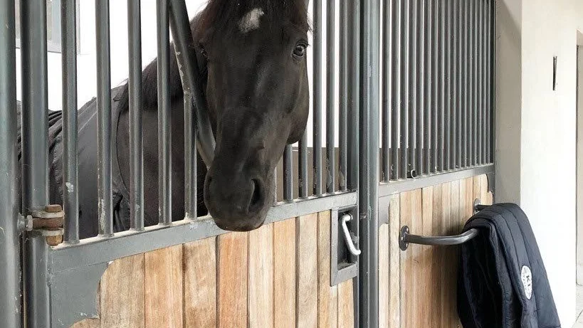 Förutom Carlogero finns även Django (bilden) på plats i det nya stallet i Belgien.