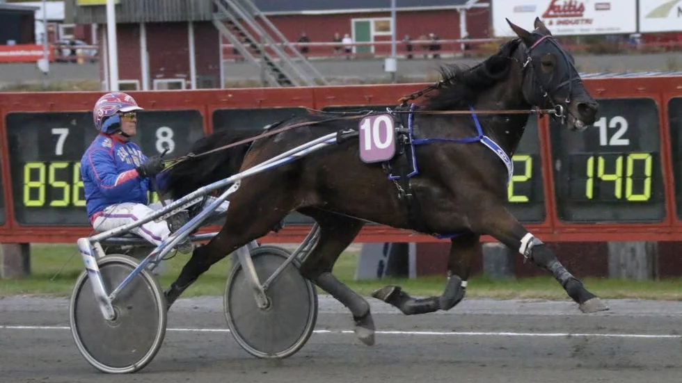 Anthem och Torbjörn Jansson i sulkyn inför V75-tävlingarna i Skellefteå.