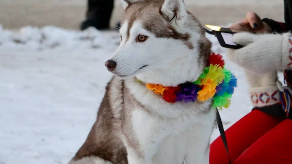 Pridefin. Alexandra Nyman, Piteå, hade även stylat sin hund Norda, en siberian hysky i regnbågens alla färger.