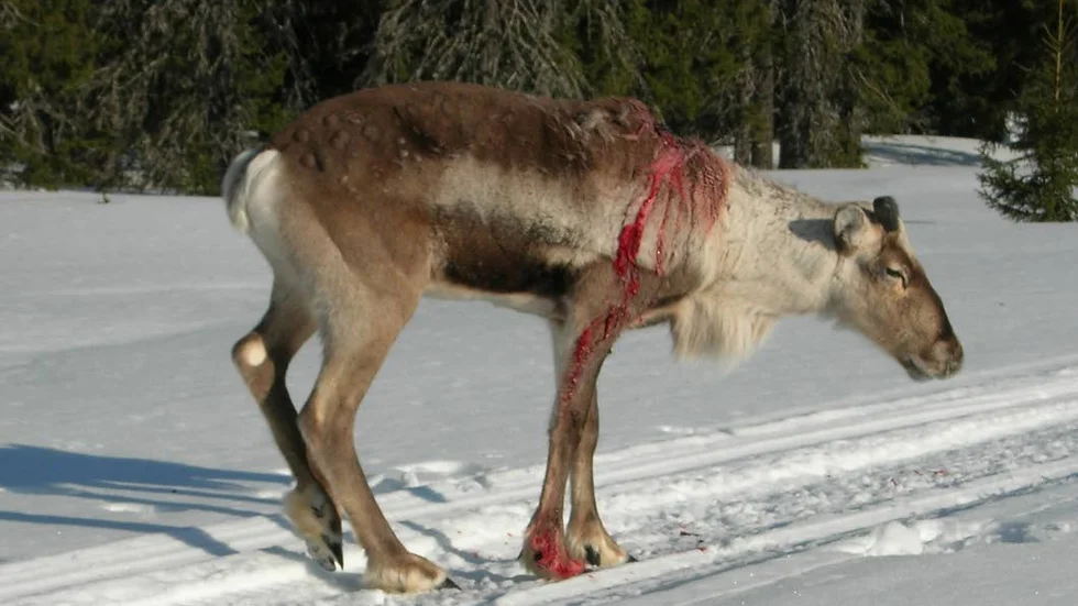 Riven av järv. I stort sett varje vinter drabbas samebyarna av rovdjursattacker. Länsstyrelsen säger dock nej till skyddsjakt nu. (Arkivbild)