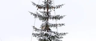 Fulgranar vi minns