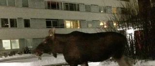 Älgar mitt bland hyreshusen