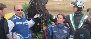 Älvsbyhästen David Sisu utmanar