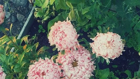 Fina blommor som klarat sig undan ö-haren.