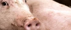 Så väljer du rätt kött