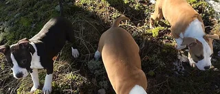 Polisen intervjuar blivande hundägare