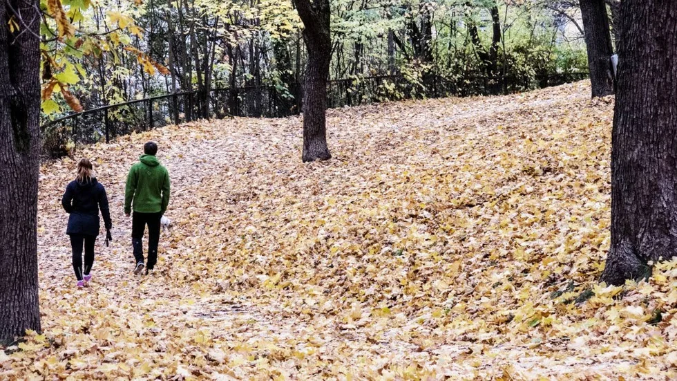 Hösten nalkas. Hösten är nästan här och skogen är en färgsprakande, idyllisk plats, skriver krönikör Ida Abrahamsson.