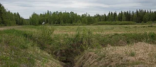 Energigräset rörflen blir strö i stall