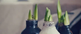 I säsong: Vaxad amaryllis