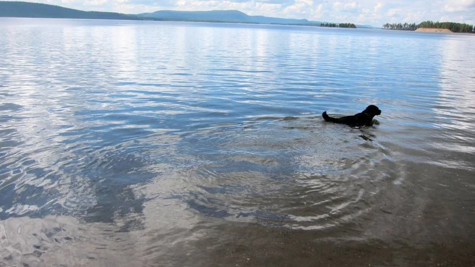 Labradoren Olle från Helsingborg hade gott om vatten att svalka sig i när han i sommar besökte Arjeplogs, som har drygt 8000 sjöar inom kommungränsen.
