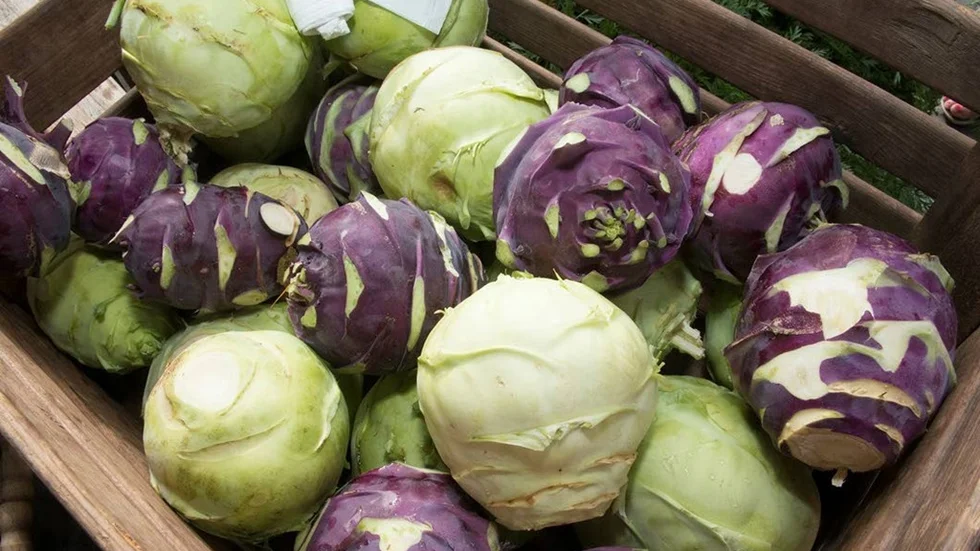 Den varma sommaren har varit gynnsam för kålrabbin.