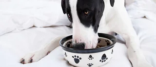 Spara tusenlappar årligen på rätt hundfoder