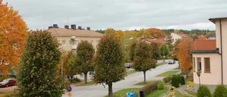 Så såg det ut när allén var ung