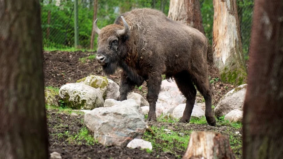Europeisk bisonoxe. En gång i tiden fanns det vilda visenter även i Sverige.
