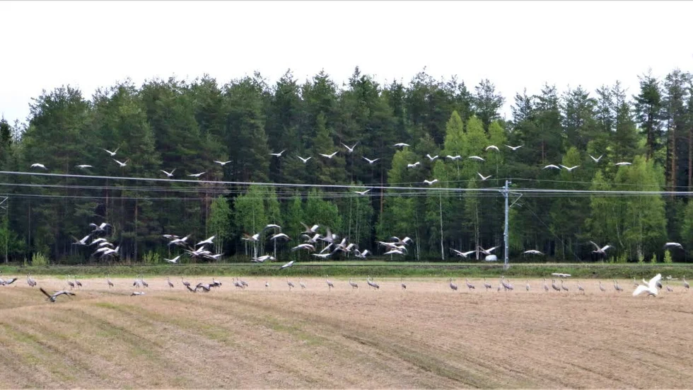 Tranorna radar upp sig på ängen i Arnemark.