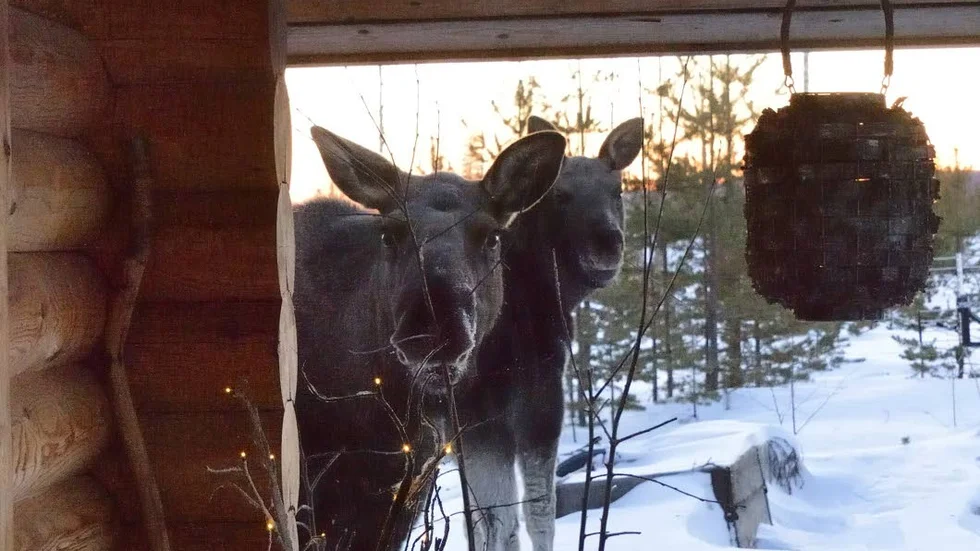 Hallå, vad gör du där inne? ser den lilla älgfamiljen ut att fundera.