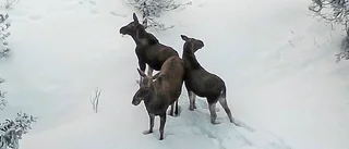 Elva älgar på besök i Munksund i vinter