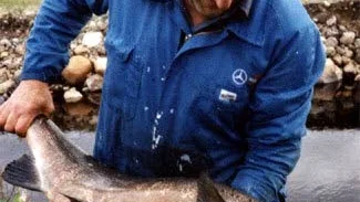 Oktober 1993. Då satte dammen mitt i byn satte stopp för laxen som gick upp i älven för att hitta sina lekplatser men stoppades av en betongdamm. Assar Johansson bar över flera laxar av vilken den största uppges ha vägt mellan 12 till 15 kg.