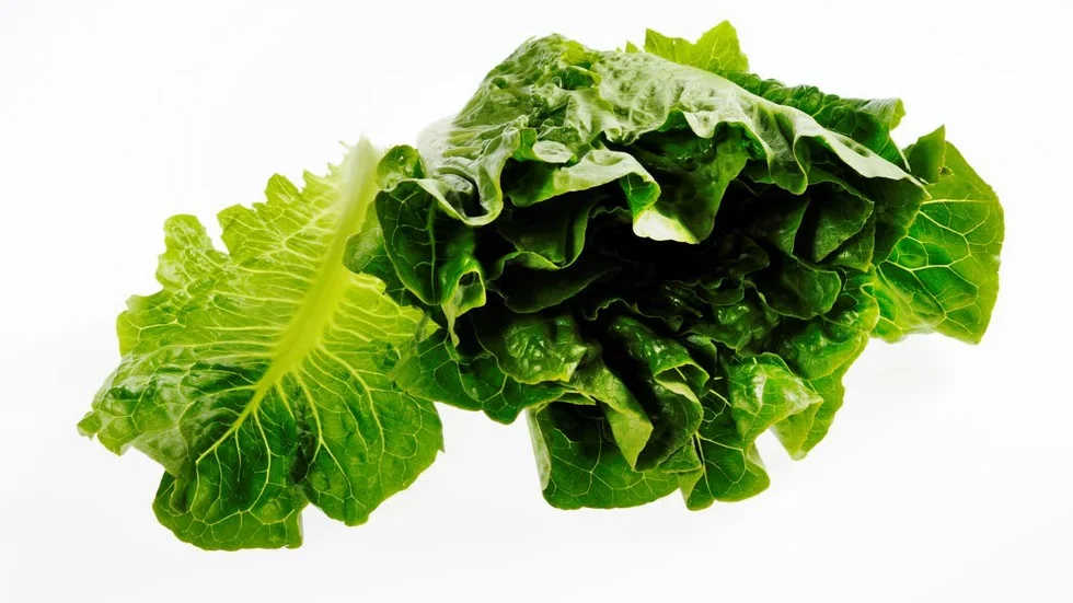 Larm. Kommunens huvudleverantör av sallad har meddelat att salladen kan innehålla listeriabakterier.
